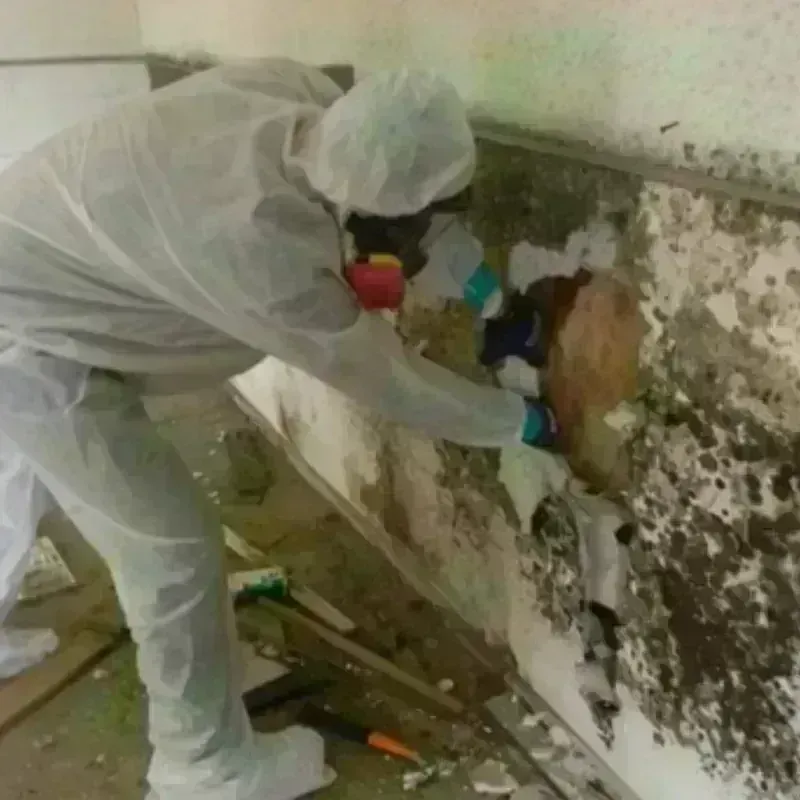 Mold Remediation and Removal in Layton, UT